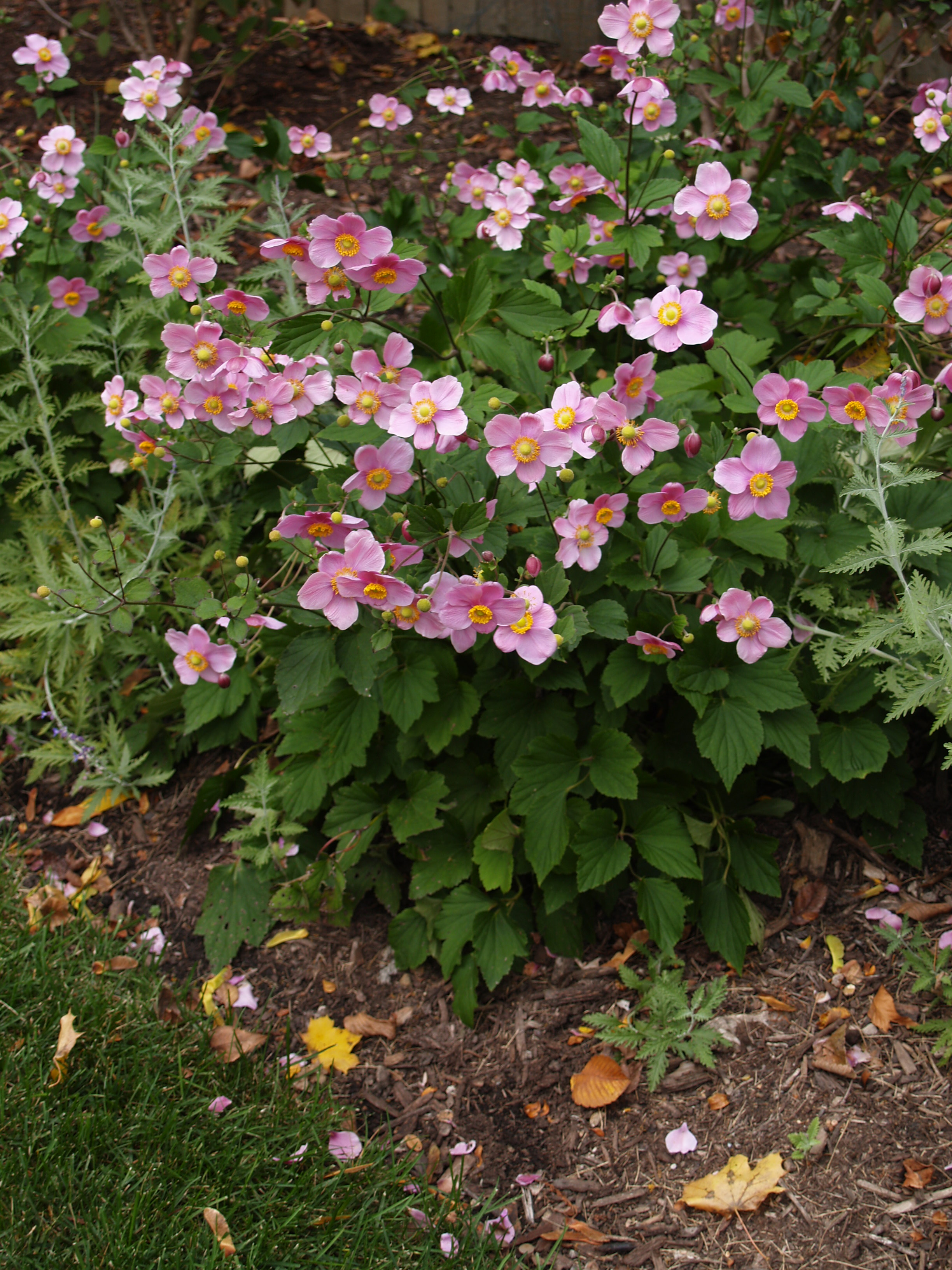 Anemone hupehensis 'September Charm'